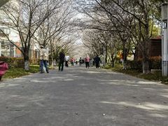 -高东镇樱花园