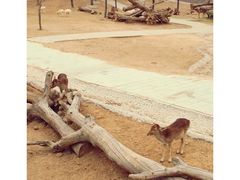 -石家庄市动物园