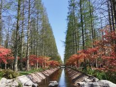 -东平国家森林公园