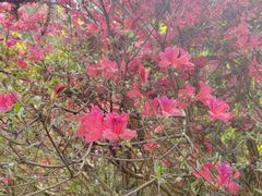 -木兰云雾山