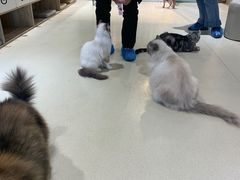 -藏猫猫咖啡主题馆(中央大道店)