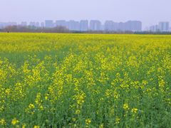 -汉长安城未央宫国家考古遗址公园