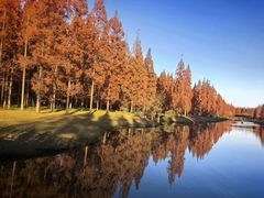 -黄海国家森林公园