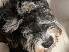 -美联众合动物医院·24h转诊中心