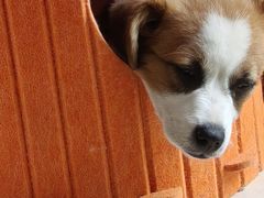 -艾贝尔宠物医院 ·内科全科(梁溪路店)