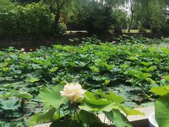 -无锡蠡湖国家湿地公园-蠡园