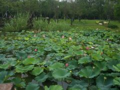 -祥源·阜阳生态乐园