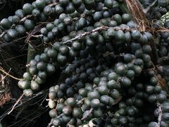 -海南热带雨林国家公园吊罗山景区