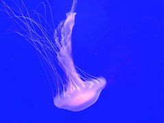 -上海海洋水族馆