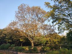 -八大关景区