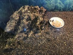 -上海大自然野生昆虫馆