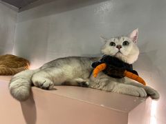 -猫儿山۰猫主题餐厅