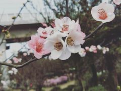 -秀丽东方