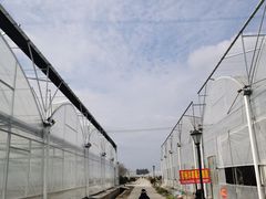 -喜杨洋草莓采摘园