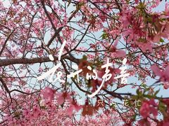 -天适樱花悠乐园