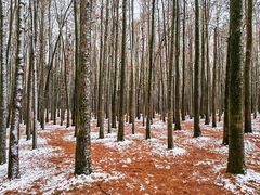 -上海共青森林公园
