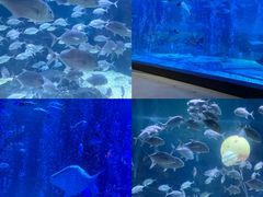 -烟台海昌鲸鲨海洋公园