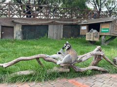 -上海野生动物园