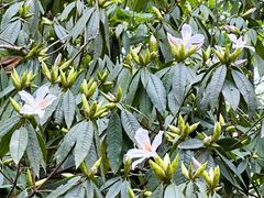 -杭州植物园