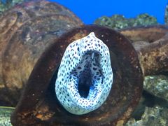 -御唐府海珊瑚主题餐厅