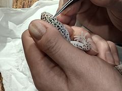 -酷以爬仙阁实体爬宠店·守宫·蜥蜴·专业繁育