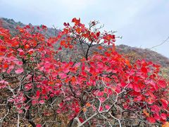 -香山公园