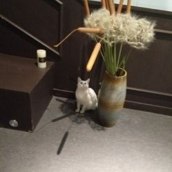 -HMC美容按摩SPA馆