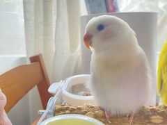 -立德异宠动物医院.兔鸟爬.内窥镜(天河店)