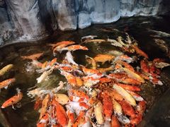 -海合安青岛极地海洋公园
