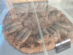 -中国西峡恐龙遗迹园