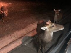 -清迈夜间动物园
