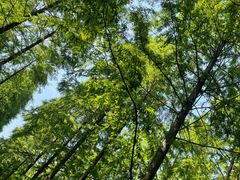 -黄海国家森林公园