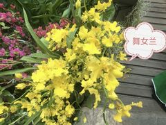 -中国科学院西双版纳热带植物园