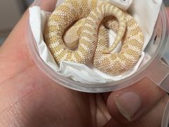 -酷以爬仙阁实体爬宠店·守宫·蜥蜴·专业繁育