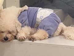 -共舞时光猫咖·狗咖(新街口店)