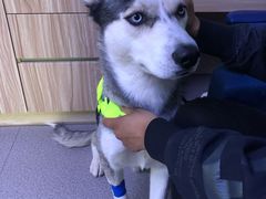 -北京赛佳动物医院