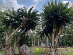 -中国科学院西双版纳热带植物园