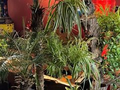 -大匠工房古船木艺术餐厅·猪肚鸡专门店(长白仙岛店)