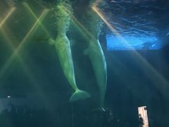 -芜湖新华联大白鲸海洋公园