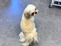 -有喵·猫咖·狗咖·30几只猫10只小狗(岗厦店)