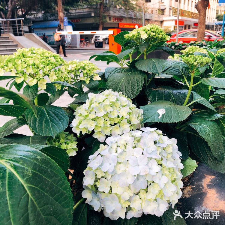 春日踏青好去处•路边的野花也很美