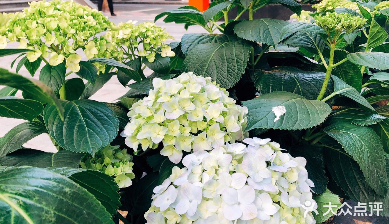 春日踏青好去处•路边的野花也很美