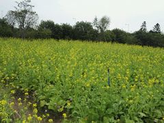 -广州市流溪河国家森林公园