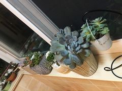 -龙大花卉苗木市场