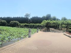 -嘉定紫藤园