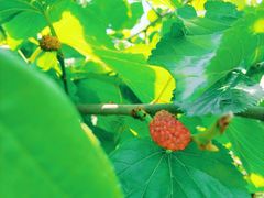 -前小桔亲子创意农场·草莓采摘·露营烧烤