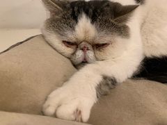 -Cappucimeow猫咪咖啡馆(韦伯时代店)