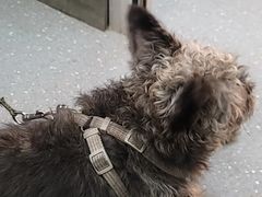 -心仪动物医院·牙专科·肿瘤·心脏科(西客站院)