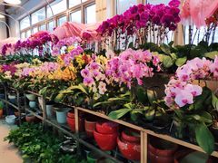 -双季花艺园艺市场(浦东店)