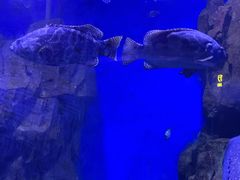 -石家庄海洋公园